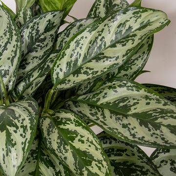 Aglaonema 'Laurel Green'