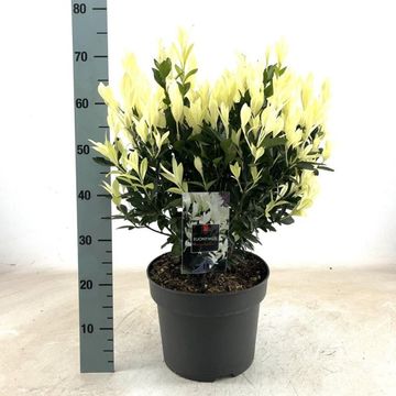 Euonymus japonicus EXTRAVAGANZA