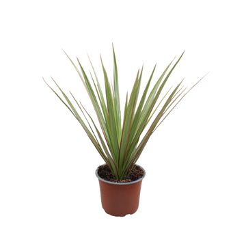 Dracaena marginata 'Bicolor'