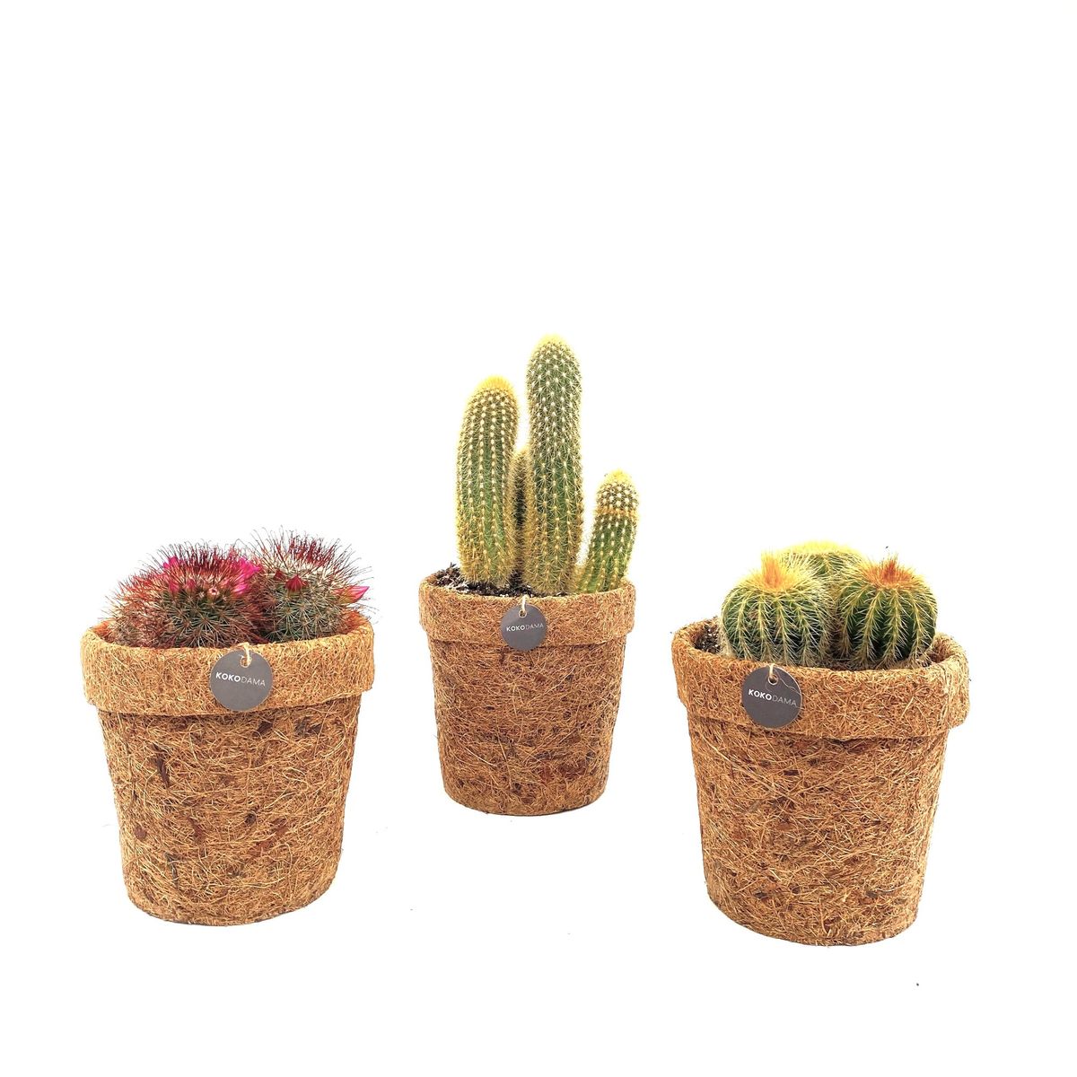 Kaktus MIX — Plantegrossist FlorAccess