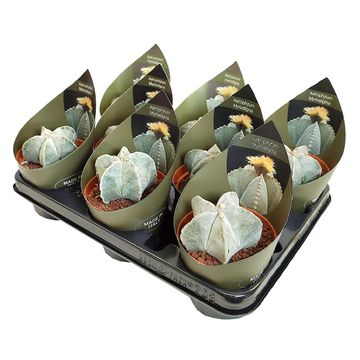 Astrophytum myriostigma