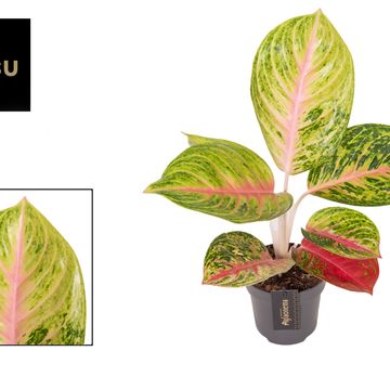 Aglaonema 'Grand Blossom'