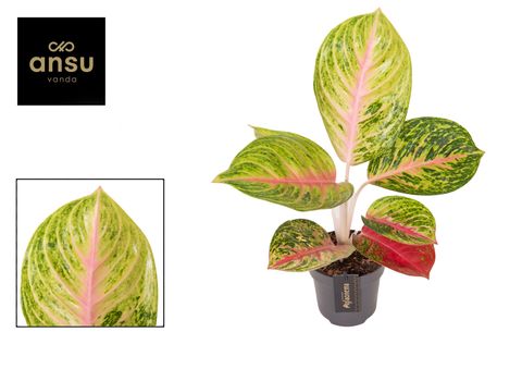 Aglaonema 'Grand Blossom'