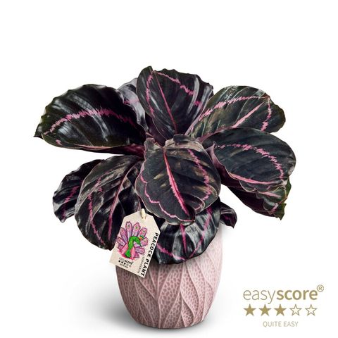 Calathea roseopicta 'Dottie'