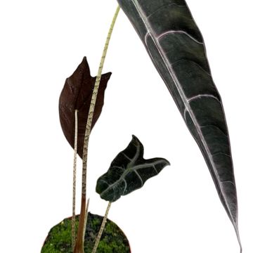 Alocasia longiloba PURPLE