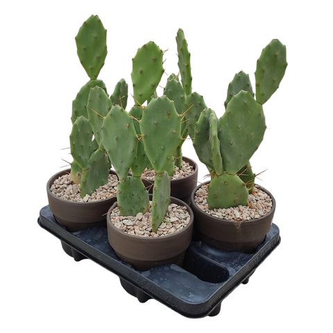 Opuntia vulgaris