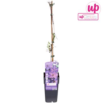 Clematis 'Elsa Späth'