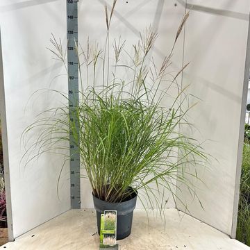 Miscanthus sinensis 'Kleine Silberspinne'