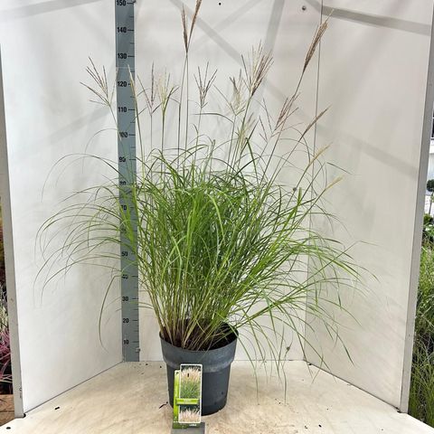 Miscanthus sinensis 'Kleine Silberspinne'
