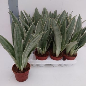 Sansevieria metallica