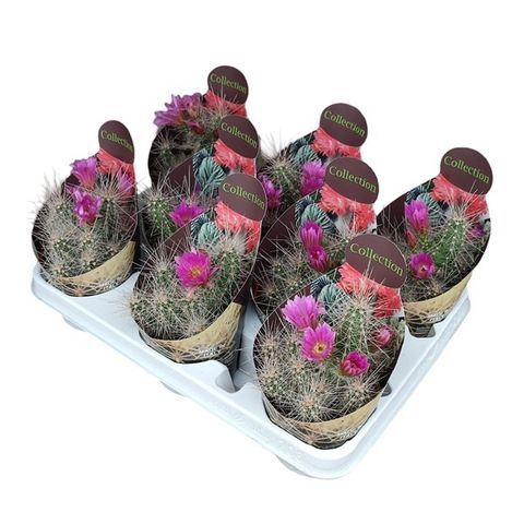 Echinocereus longisetus  Plant Wholesale FlorAccess