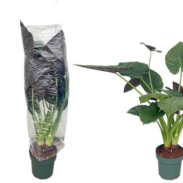 Alocasia wentii