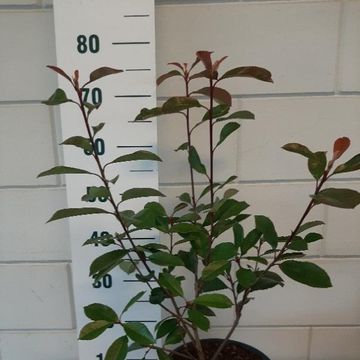 Photinia x fraseri 'Red Robin'