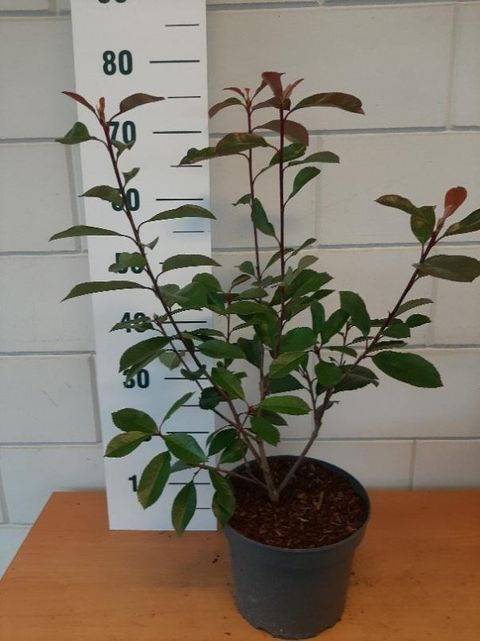Photinia x fraseri 'Red Robin'