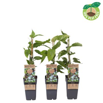 Morus rotundiloba MOJO BERRY