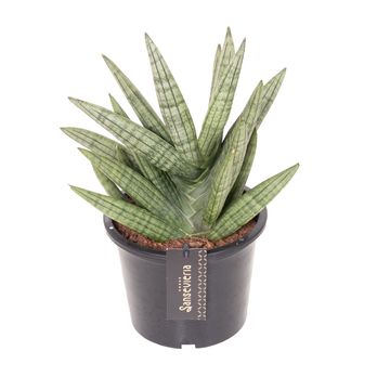 Sansevieria cylindrica 'Inti I'