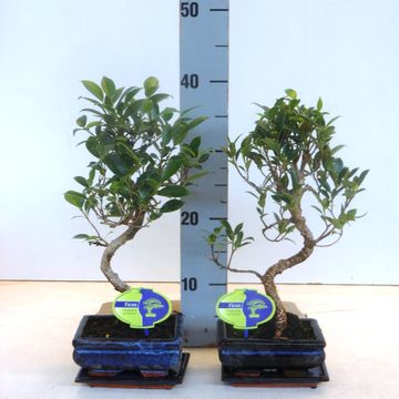 Ficus microcarpa