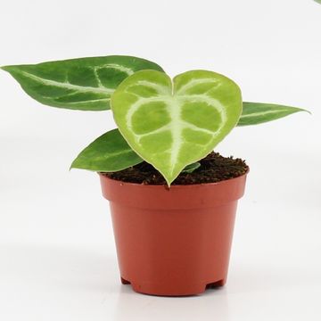 Anthurium crystallinum 'Silver Blush' — Hurtownia roślin