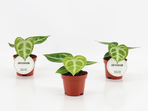 Anthurium crystallinum 'Silver Blush'