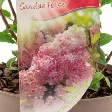 Hydrangea paniculata SUNDAE FRAISE