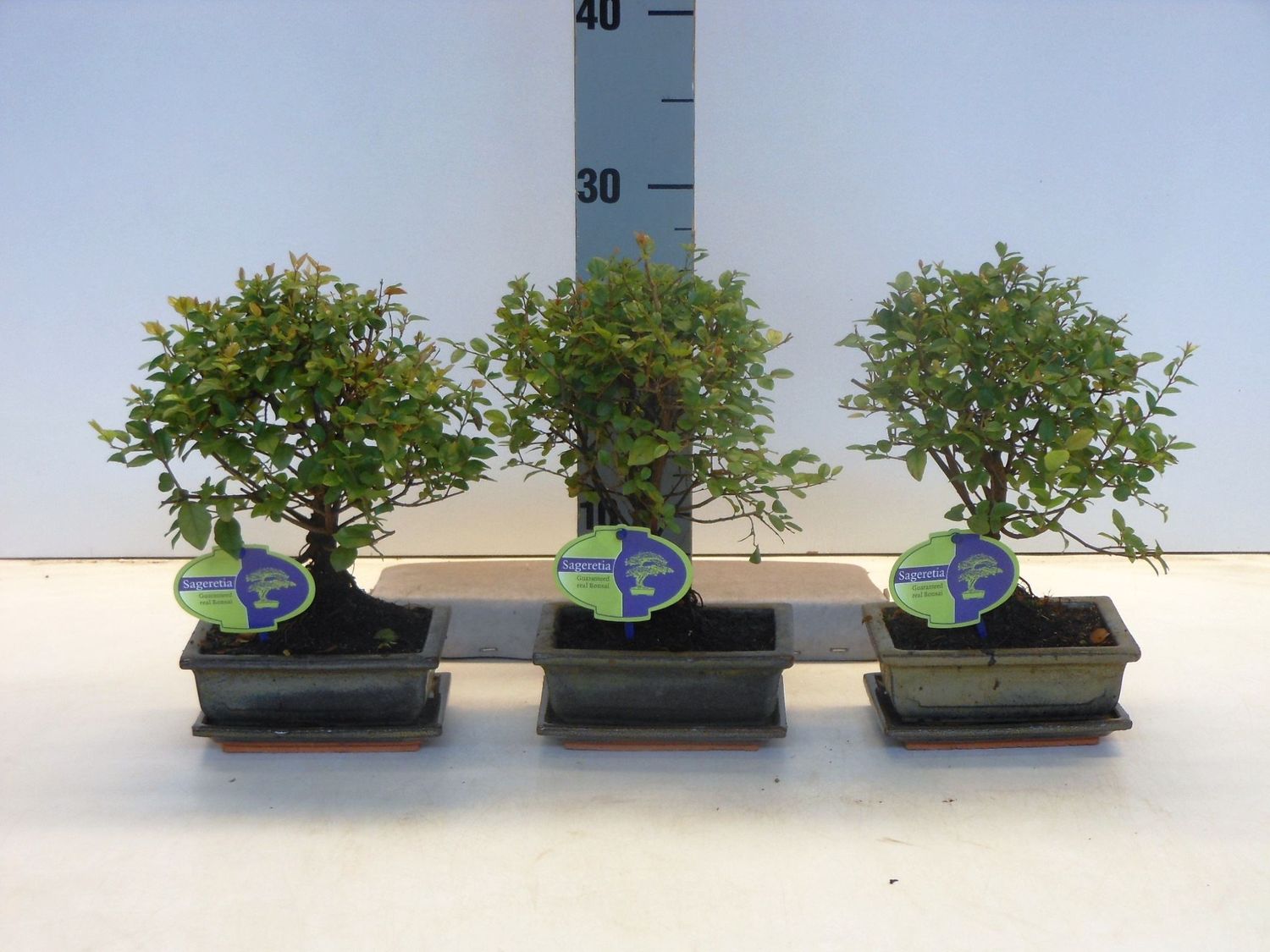 Sageretia Theezans  Pflanzengrohandel FlorAccess