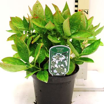 Hydrangea macrophylla 'Snow Teller'