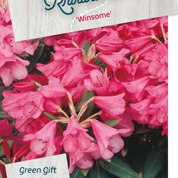 Rhododendron 'Winsome'