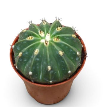 Melocactus maxonii