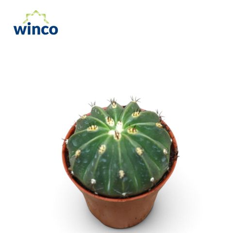 Melocactus maxonii
