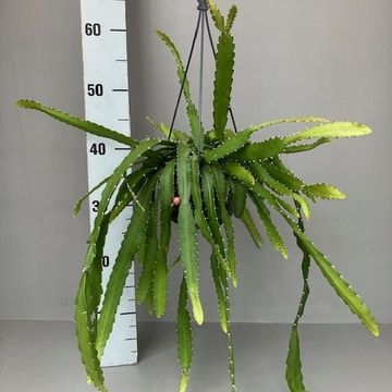 Rhipsalis monacantha