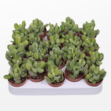 Cotyledon ladismithiensis