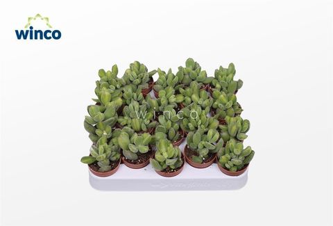 Cotyledon ladismithiensis