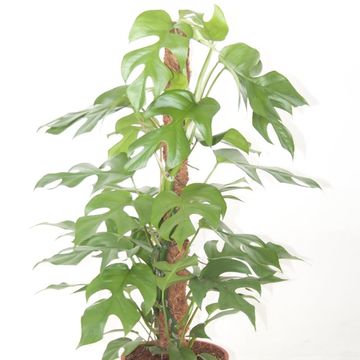 Monstera minima