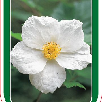 Rubus 'Betty Ashburner'