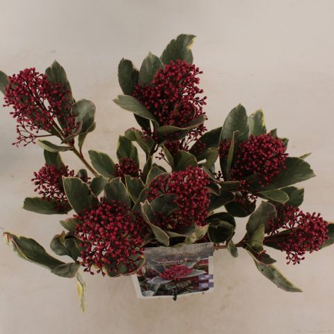 Skimmia japonica 'Perosa'