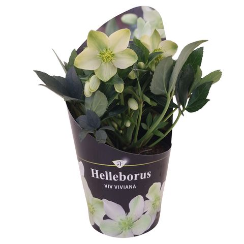 Helleborus x ericsmithii VIV VIVIANA