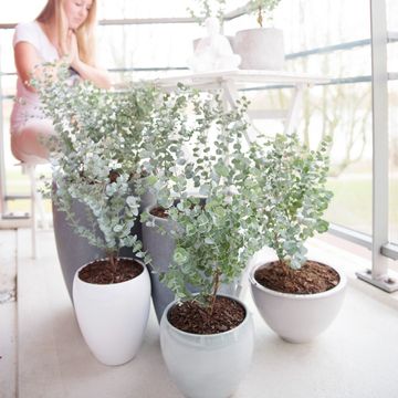 Eucalyptus gunnii AZURA