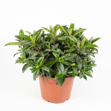 Hebe 'Nana'