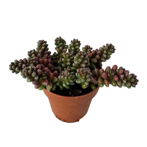 Sedum stahlii