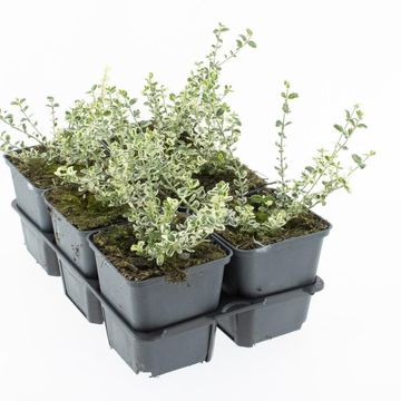 Euonymus fortunei SILVER CARPET