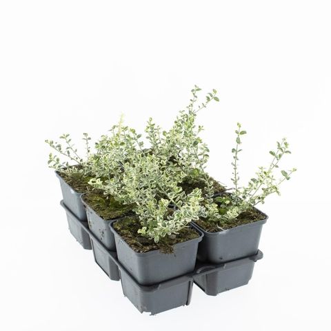 Euonymus fortunei SILVER CARPET