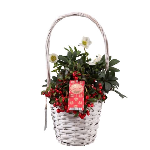 Arrangement Gaultheria