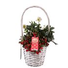 Arrangement Gaultheria