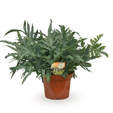 Phlebodium aureum 'Blue Star'