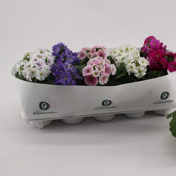 Primula obconica SWEET KISSES AMORE MIX