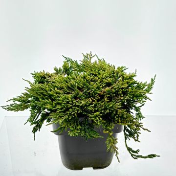 Juniperus horizontalis 'Pancake'