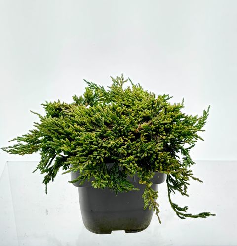Juniperus horizontalis 'Pancake'