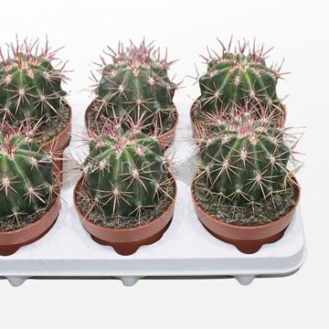 Ferocactus stainesii