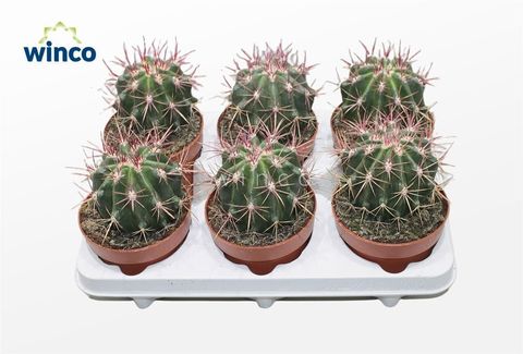 Ferocactus stainesii