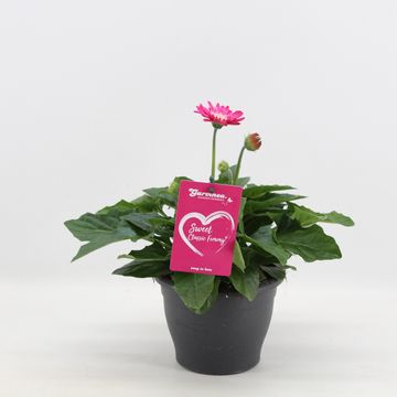 Gerbera GARVINEA CLASSIC FEMMY